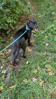 Tony (FOSTERED LOCALLY) -  Mixed Breed Dog for Adoption in Leverett, Massachusetts - Tony (FOSTERED LOCALLY) | PetCurious