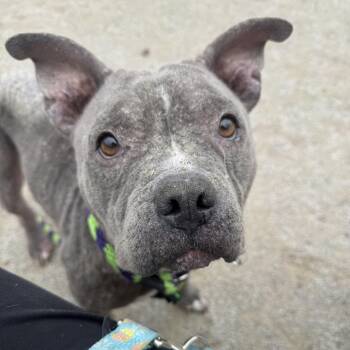 Pit Bull Terrier Dogs Available for Adoption - Barbie | PetCurious