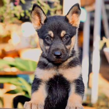 Betty -  Siberian Husky Dog for Adoption in San Diego, California - Betty | PetCurious