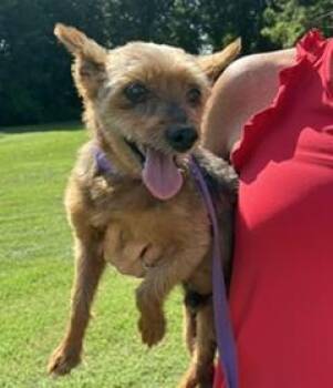 Caeleb -  Schnauzer and Yorkshire Terrier Dog for Adoption in Tulsa, Oklahoma - Caeleb | PetCurious