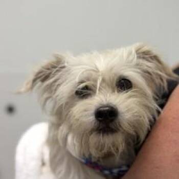 DOG (1) 08/10/2026 -  Terrier and Mixed Breed Dog for Adoption in Bullhead City, Arizona - DOG (1) 08/10/2026 | PetCurious