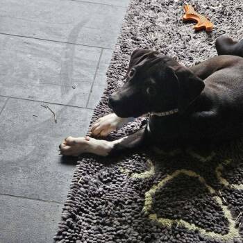 Pita Crumb -  Labrador Retriever and Terrier Dog for Adoption in Waunakee, Wisconsin - Pita Crumb | PetCurious