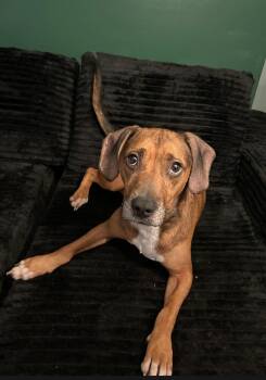 Connor -  English Coonhound and Beagle Dog for Adoption in Merrillville, Indiana - Connor | PetCurious