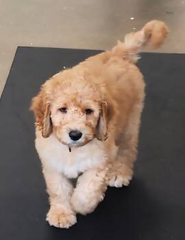 Labradoodle Dogs Available for Sale in Anaheim, California - Gramcraker  | PetCurious