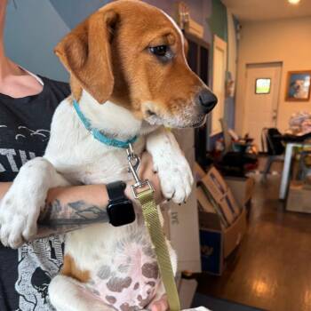 Ralphy -  Mountain Cur and Mixed Breed Dog for Adoption in Chicago, Illinois - Ralphy | PetCurious