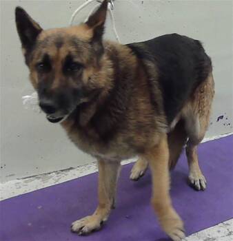 German Shepherd Dog and Mixed Breed Dogs Available for Adoption in Houston, Texas - ZACKARY | PetCurious