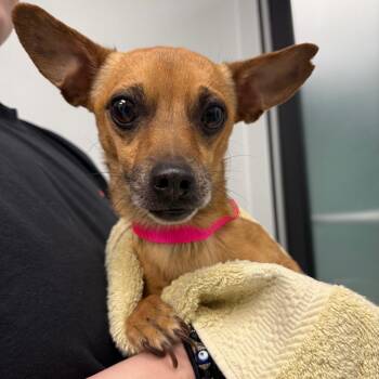 Chihuahua Dogs Available for Adoption in Abilene, Texas - Rex | PetCurious