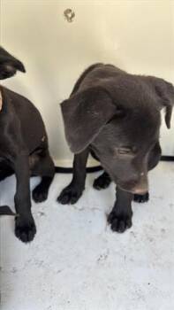 Rescue Labrador Retriever Dogs for Adoption in Houston, Texas - A643407 | PetCurious