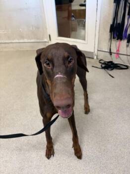 A1934360 -  Doberman Pinscher Dog for Adoption in Riverside, California - A1934360 | PetCurious