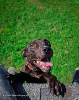 Raven -  Mixed Breed Dog for Adoption in Greensburg, Indiana - Raven | PetCurious
