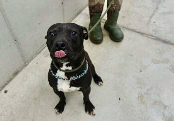 Rescue Mixed Breed Dogs for Adoption in Hillsboro, Ohio - Dash | PetCurious