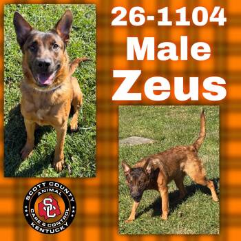 Zeus -  Shepherd Dog for Adoption in Georgetown, Kentucky - Zeus | PetCurious