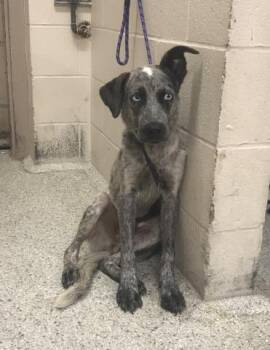 A432356 -  Australian Cattle Dog Blue Heeler and Siberian Husky Dog for Adoption in Conroe, Texas - A432356 | PetCurious