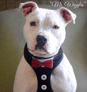 Rescue Pit Bull Terrier and Dogo Argentino Dogs for Adoption in Lubbock, Texas - Mr. Wiggles | PetCurious
