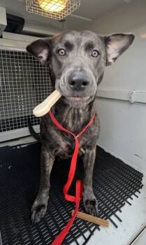 Rescue Pit Bull Terrier Dogs for Adoption in San Bernardino, California - FABIOLA | PetCurious