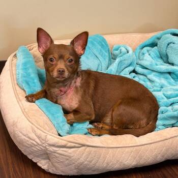 Karen Beverly -  Chihuahua and Mixed Breed Dog for Adoption in New York, New York - Karen Beverly | PetCurious
