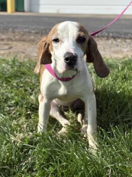 Beagle Dogs Available for Adoption in Lancaster, Ohio - Magpie | PetCurious