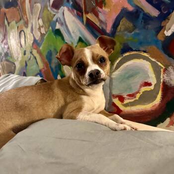 Chihuahua Dogs Available for Adoption - Rico | PetCurious