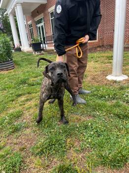 Bulldog Dogs Available for Adoption in Maidens, Virginia - Goofy | PetCurious