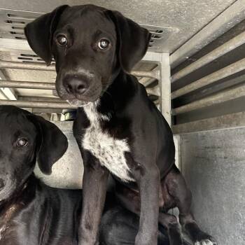 Anky -  Labrador Retriever and Shepherd Dog for Adoption in Edinburg, Texas - Anky | PetCurious