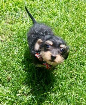 Rosco -  Chihuahua and Poodle Dog for Adoption in Omaha, Nebraska - Rosco | PetCurious