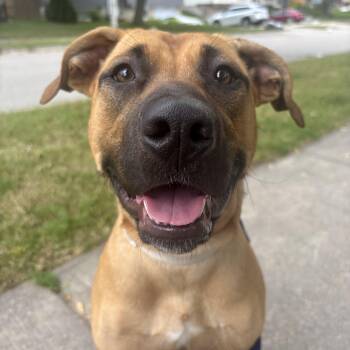 Arabella -  Mixed Breed Dog for Adoption in Oakville, Ontario - Arabella | PetCurious