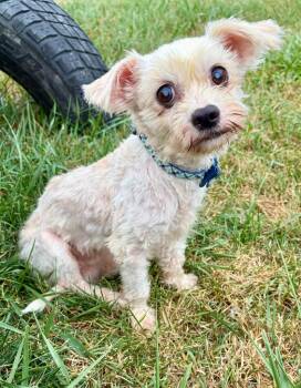 Samuel -  Shih Tzu and Maltese Dog for Adoption in Warren, Michigan - Samuel | PetCurious
