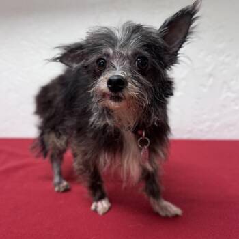 Farwell - Foster Home Needed -  Yorkshire Terrier and Chihuahua Dog for Adoption in Hartland, Wisconsin - Farwell - Foster Home Needed | PetCurious