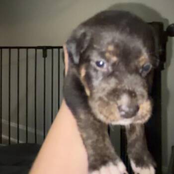 Raider -  Husky and Mixed Breed Dog for Adoption in Charlottesville, Virginia - Raider | PetCurious