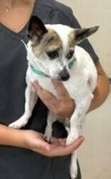 Maggie -  Chihuahua Dog for Adoption in Dawson, Georgia - Maggie | PetCurious