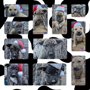 Rescue Husky and Cattle Dog Dogs for Adoption in Wrightwood, California - 11 Puppies | PetCurious