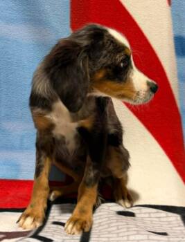 Levi -  Australian Shepherd Dog for Adoption in Celina, Ohio - Levi | PetCurious