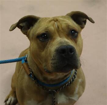 Mixed Breed Dogs Available for Adoption - HOLLISTER | PetCurious