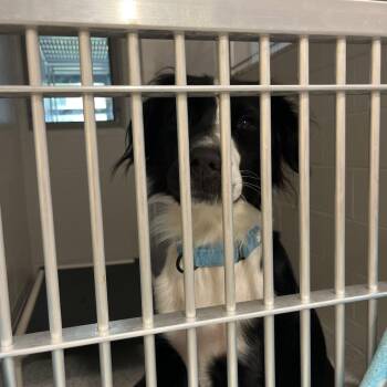 Aerie -  Border Collie and Spaniel Dog for Adoption in Fort Wayne, Indiana - Aerie | PetCurious
