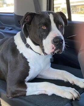 American Bulldog and Mixed Breed Dogs Available for Adoption in Houston, Texas - Fozzie Bear | PetCurious