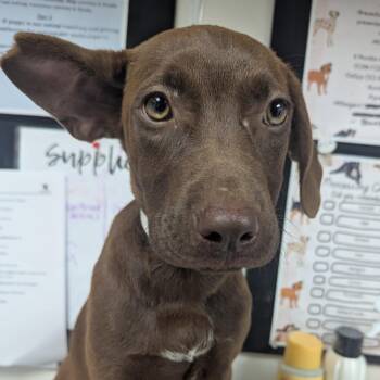 Paypal -  Terrier Dog for Adoption in Birmingham, Alabama - Paypal | PetCurious