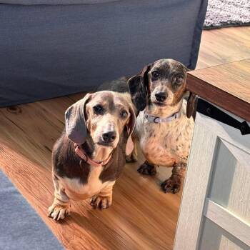 Juno and Galaxy -  Dachshund Dog for Adoption in New York, New York - Juno And Galaxy | PetCurious