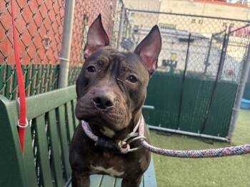 Rescue Mixed Breed Dogs for Adoption in New York, New York - Missy | PetCurious