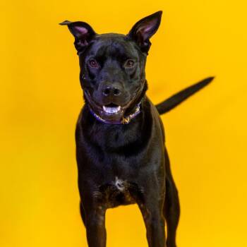 Levi -  Labrador Retriever and Shepherd Dog for Adoption in Wilmington, Delaware - Levi | PetCurious