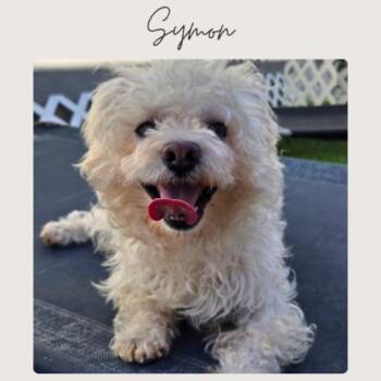 SYMON -  Maltese and Mixed Breed Dog for Adoption in San Juan Capistrano, California - SYMON | PetCurious