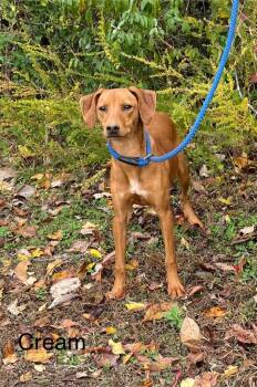 CREAM -  Mixed Breed Dog for Adoption in Lawrenceburg, Tennessee - CREAM | PetCurious