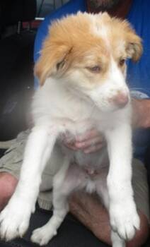 Australian Shepherd Dogs Available for Adoption in Oklahoma City, Oklahoma - A472787 | PetCurious