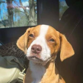 Beagle Dogs Available for Adoption in Niagara Falls, Ontario - Vern (20260423-01) | PetCurious