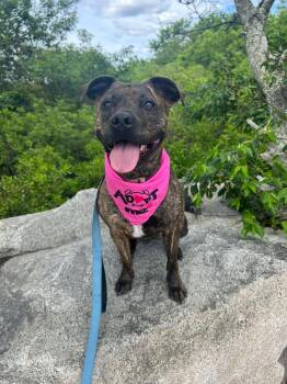 Halsey - ADOPTION FEE SPONSORED -  Staffordshire Bull Terrier Dog for Adoption in Pembroke, Massachusetts - Halsey - ADOPTION FEE SPONSORED | PetCurious