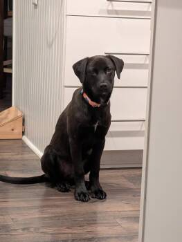 Uma -  Black Labrador Retriever Dog for Adoption in Germantown, Ohio - Uma | PetCurious
