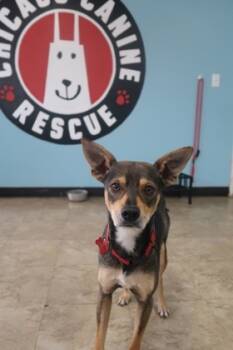 Rescue Rat Terrier and Mixed Breed Dogs for Adoption in Chicago, Illinois - Marcus Pork | PetCurious