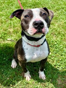 SULLEY -  American Staffordshire Terrier Dog for Adoption in York, South Carolina - SULLEY | PetCurious