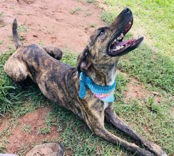 Pansy $50 fostered -  Plott Hound and Mixed Breed Dog for Adoption in Seneca, South Carolina - Pansy $50 Fostered | PetCurious