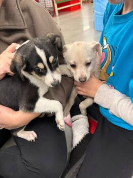 Chihuahua and Fox Terrier Dogs Available for Adoption - Warren And Woody | PetCurious