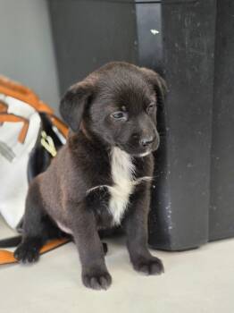 Bingo -  Australian Cattle Dog Blue Heeler and Mixed Breed Dog for Adoption in Carthage, Missouri - Bingo | PetCurious